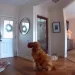 最友善看護犬?小偷闖空門 案件主角「Nash」竟咬玩具熱情討陪玩