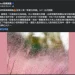 苗栗「粉紅花海」爆違法栽植!闢謠未獲核准 農業部發函下令移除