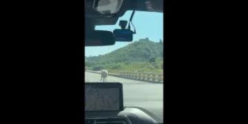 西濱林口驚見「超跑」！牛隻闖快速道路狂奔　網友笑：藍寶尖尼