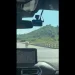 西濱林口驚見「超跑」!牛隻闖快速道路狂奔 網友笑:藍寶尖尼