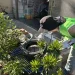 彰化市再現今年第二例登革熱群聚 和首例住處相隔110公尺