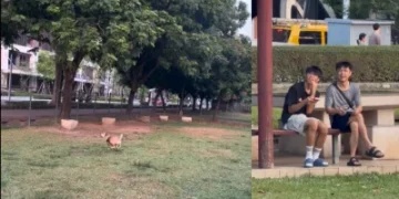 低空盤旋騷擾毛孩！台中廍興公園驚見空拍機「貼地騷擾」 警方勸導後兩男竟挑釁折返