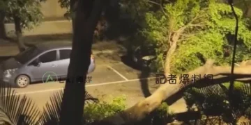 獨／高師大凌晨驚傳巨響！老樹突倒塌砸車　學生睡夢中驚醒
