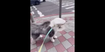 台中颱風假「風力測試員」萌翻！古代牧羊犬毛髮狂飛　網笑：羽毛球狗狗