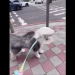 台中颱風假「風力測試員」萌翻!古代牧羊犬毛髮狂飛 網笑:羽毛球狗狗