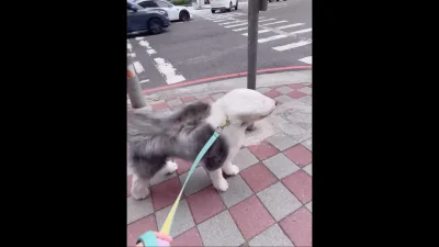 台中颱風假「風力測試員」萌翻!古代牧羊犬毛髮狂飛 網笑:羽毛球狗狗