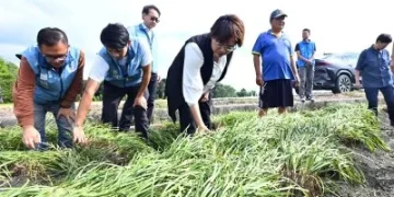 薔琵颱風重創農作 王惠美溪州勘災 籲加速農損查報爭取中央救助